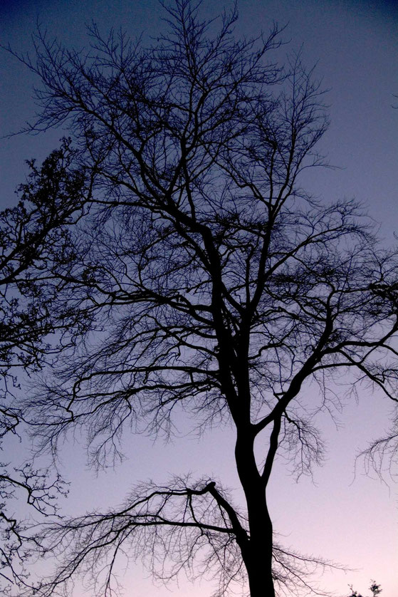 Beech tree in the fading cold light at St Margaret's Bay, Kent.  