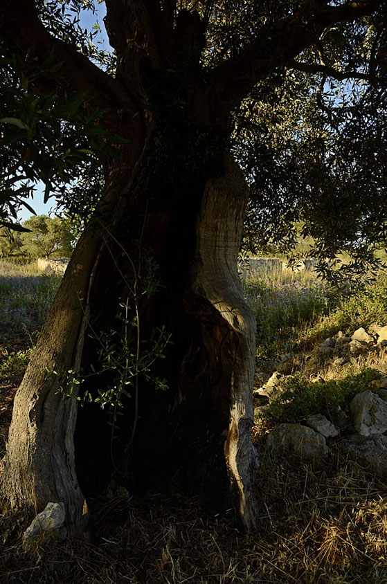 Copyright, AincaArt, Ainca Kira, Foto und Text, Writer, Photographer, Photography, Olivo, Olivenbaum, Olivenhain, Oliveto, Uliveto, Olive Grove, Salento, Dome li Scusi, Minervino, Puglia, Apulien