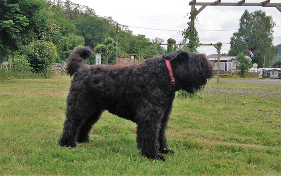 Bouvier des Flandres , Petite Abeille  , Körperbau des Bouvier des Flandres, kurz Kompakt und kräftig,