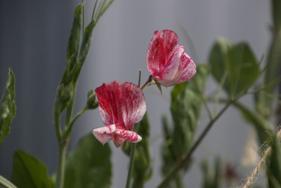 sweet pea plant in garden