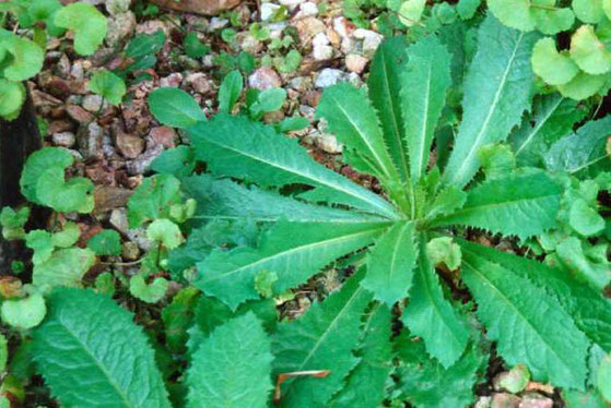 Lattuga Selvatica Proprieta Ed Utilizzo Popolopulsanese Pulsano