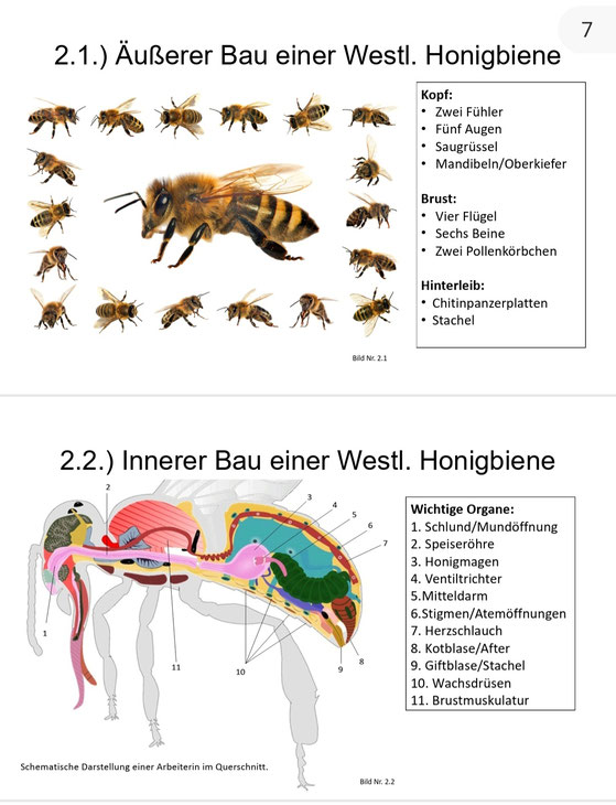 Die Anatomie der Honigbiene