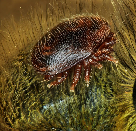 Varroamilbe