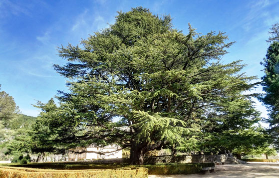 Cedro del Líbano de la Casita de Arriba, San Lorenzo de El Escorial. Árbol Singular de la Comunidad de Madrid.