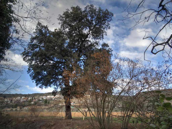 ENCINA DE LA HUERTA. AMBITE. MADRID.