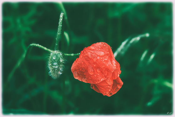 Eine Mohnblume an einem regnerischen Tag