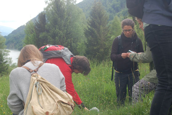 Kräuterwanderung in Gruppen