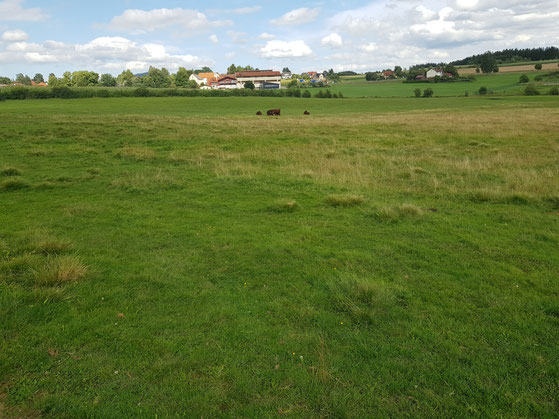 Ausblick auf die Weide in Richtung Brand. Foto: Susanne Pätz