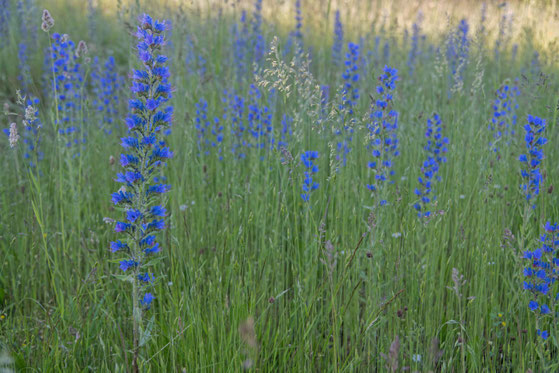 Natternkopf auf der Rotviehweide Hammermühle. Foto: Roland Bönisch