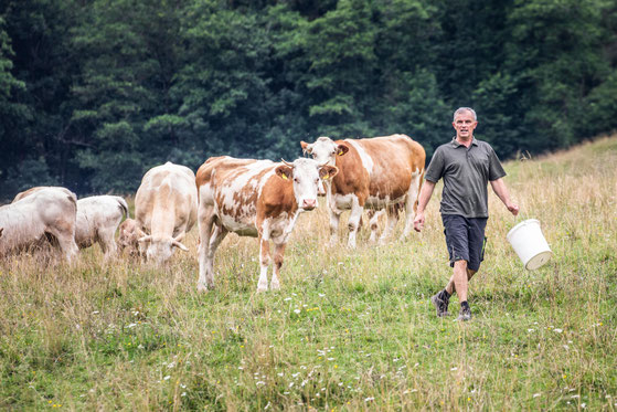 Die warmen Monate verbringen unsere Rinder auf Sommerweiden. Im Winter werden die Tiere im Freilaufstall mit Freigang gehalten.