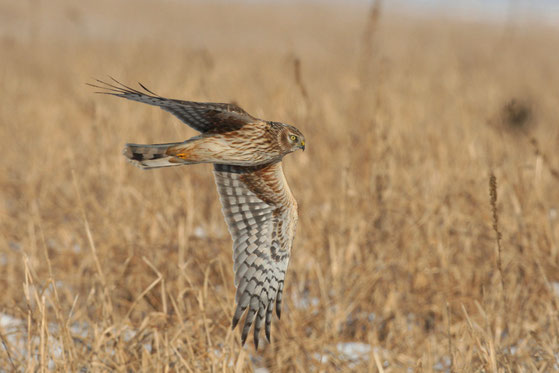 Kornweihe - Zdenek-Tunka