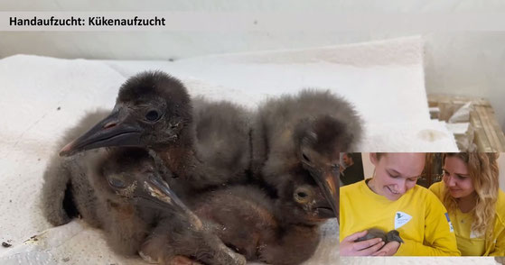 Der erste Kükenkontakt mit den Zieheltern