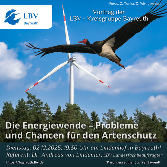 Ein Schwarzstorch fliegt vor einer im Wald stehenden Windkraftanlage (Montage)