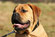 Bull Mastiff