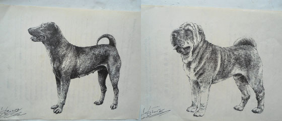 shar pei, graphic