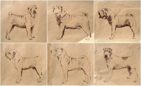 shar pei, graphic