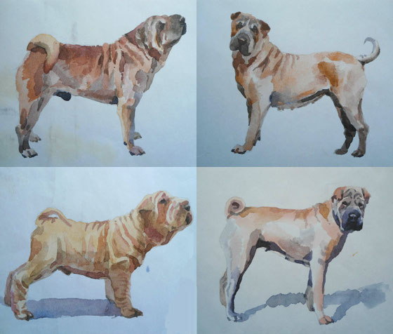 shar pei, watercolor