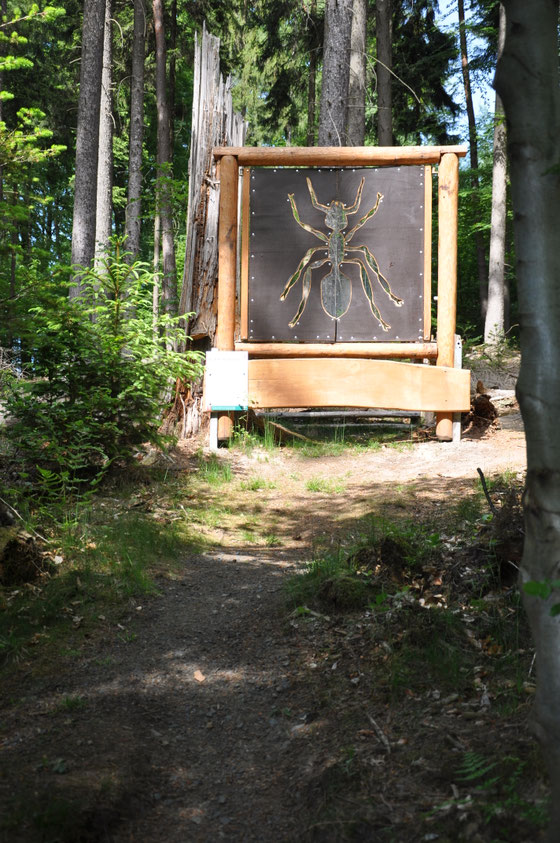 Unser Ameisen-Waldfenster