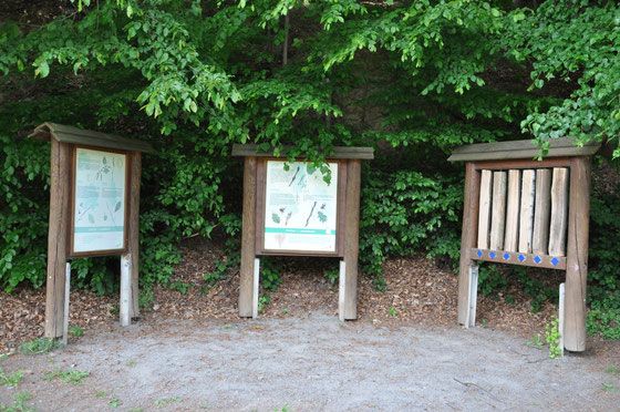 Station 1: Laubbäume