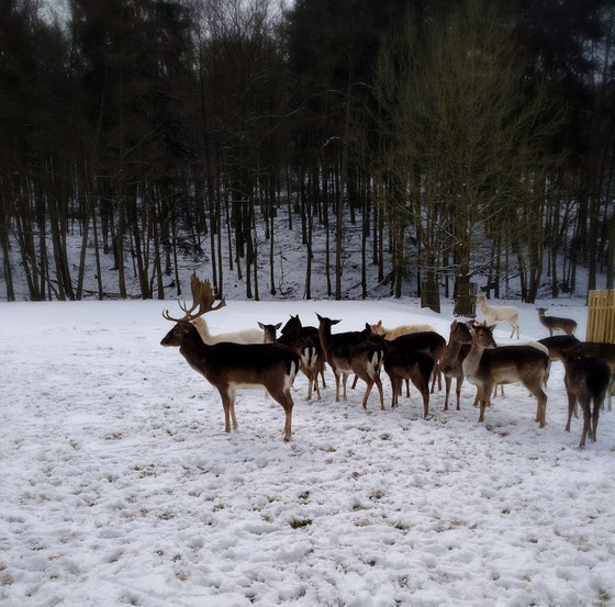 Damwild-Herde im Winter
