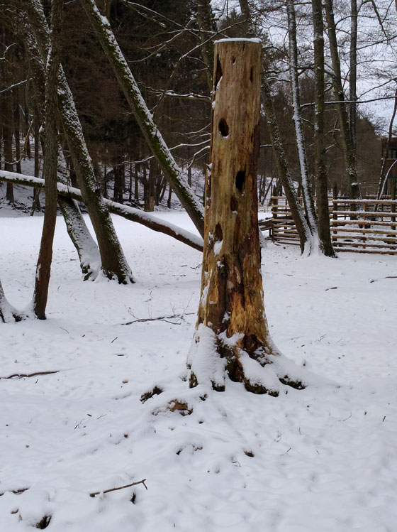Totholz im Schnee