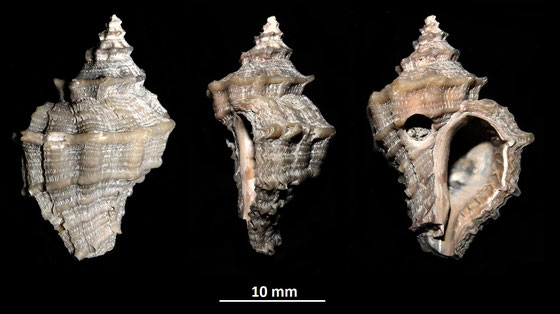 Heteropurpura polymorpha, Vignola (MO), Pliocene