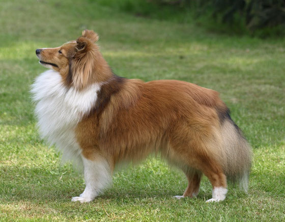 Jimdo-Page! - My Fritz Little birkenwappen-shelties