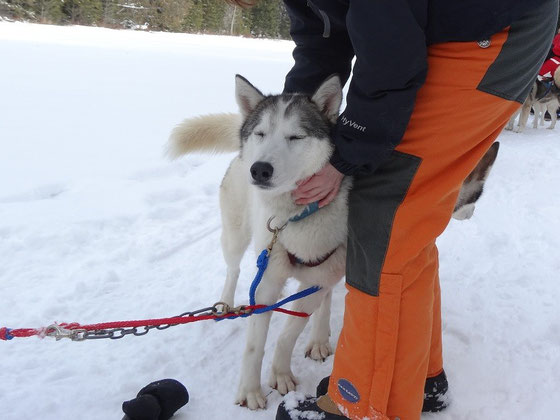 Hundeschlitten Tour in Ontario: Mitarbeiter-Motivation für den Siberian Husky.