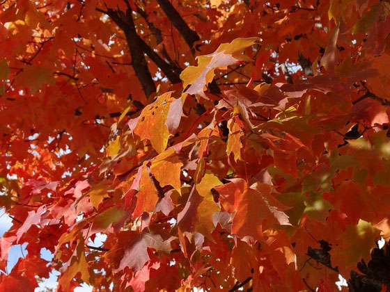 Fall Colors (Indian Summer) in Ontario: Rote Ahornblätter im Algonquin Provincial Park.