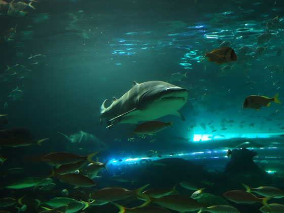 Besuchermagnet in Ripley's Aquarium of Canada: Die Haie ziehen auch abends noch Gäste an.