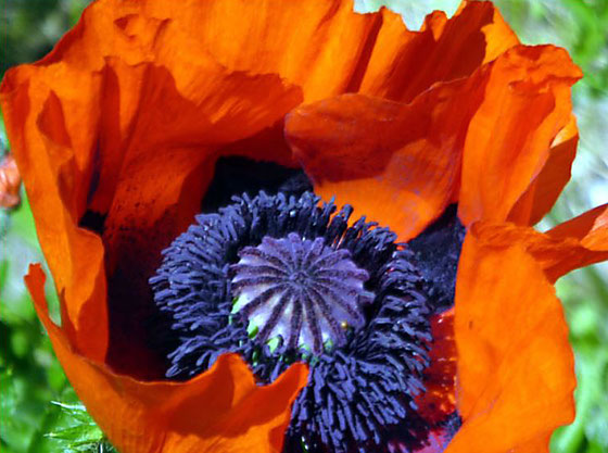 Papaver somniferum - Schlafmohn