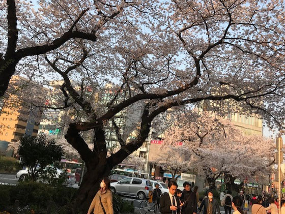 ☆JR中央線国立駅南口ロータリーの桜。