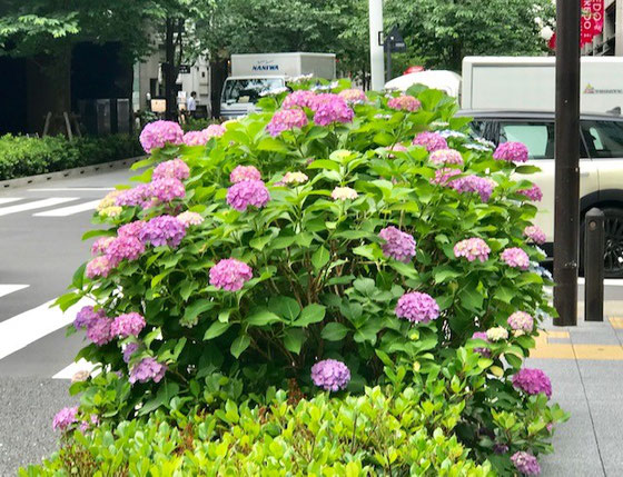 ☆「江戸桜通り」の紫陽花がきれい。もう梅雨もまじか。