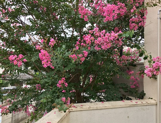 ☆打ち合わせを終わって通路の向こう側にはこんな花が…。