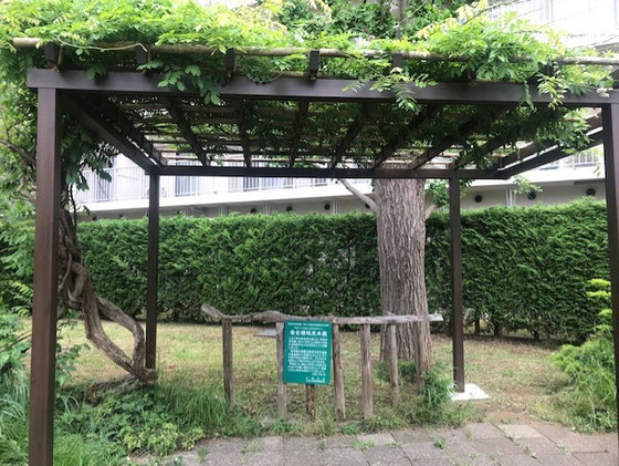☆バス停の藤棚？には緑が。