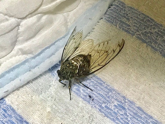 ☆自宅は4階の集合住宅なので開けていた窓からセミが飛び込んできました。ひとしきり騒いで明け方にはいなくなっていました。夏も終わり秋です。