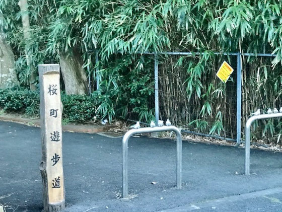 ☆打合せの帰途バスの車窓から見えた桜町遊歩道の車止め。