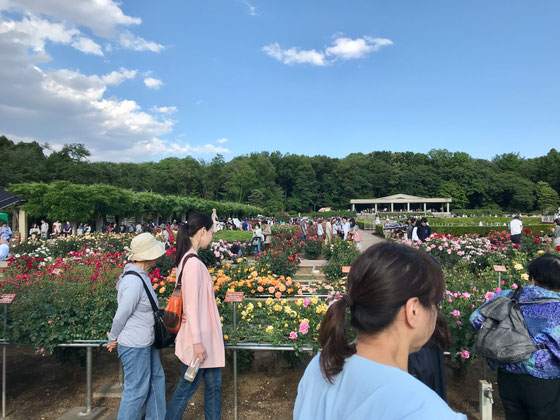 ☆雨の予想でしたが暑いぐらいの天気。これ全体がバラ園。久しぶりにのんびりと命の洗濯。