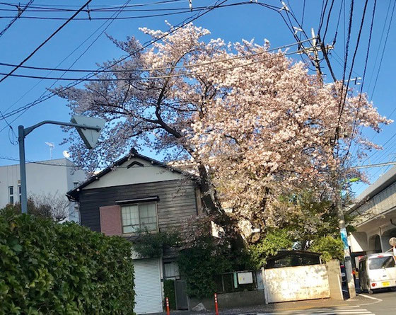 ☆砧図書館の南側の三差路の左の民家の庭の桜。立派です。右は小田急線の高架。