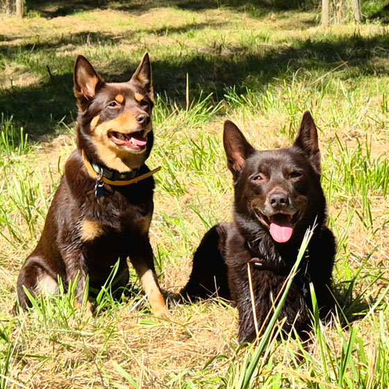 Joy und Tayro
