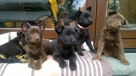 von links Barnaby, Bogeyman (Finn), Blackbird (Hektor), Bella und Batu