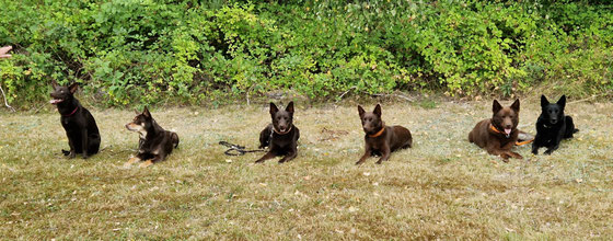 von links, Wednesday, Ruby, Zorro, Red Koko, Arrow und Camie