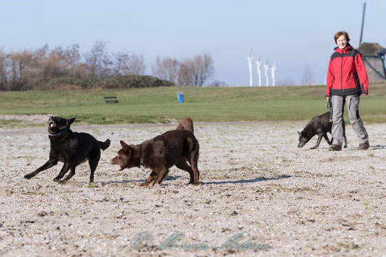 Ayra und Arrow beim spielen und Zoran sieht man neben mir.