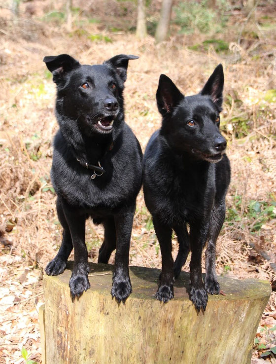 Sputnik und Amy