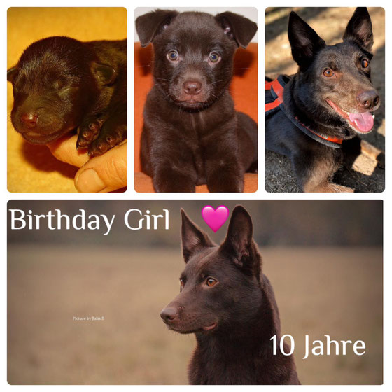 Alina (Abby)vom Vluyner Kennel