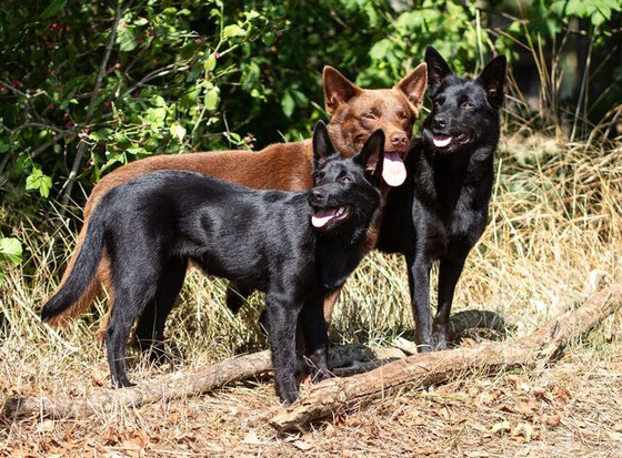 Camie links, Arrow mitte und Ayra rechts