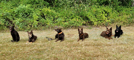 von links, Wednesday, Ruby, Zorro, Red Koko, Arrow und Camie