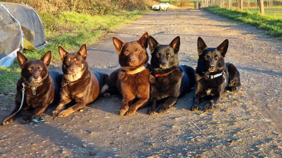 von links, March, Ruby, Arrow,Ayra und Camie
