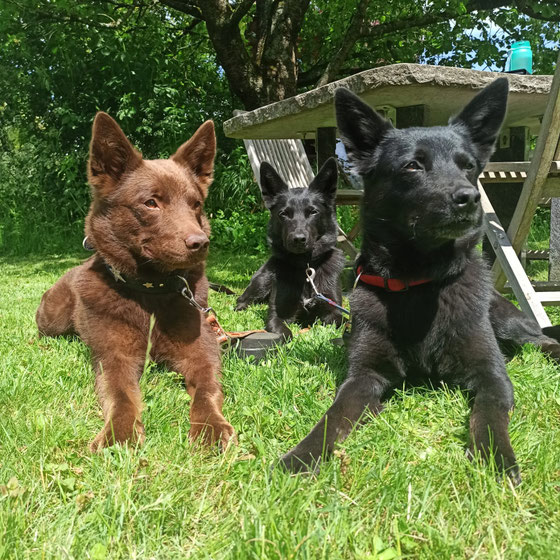 Arrow, Ayra und Camie hinten