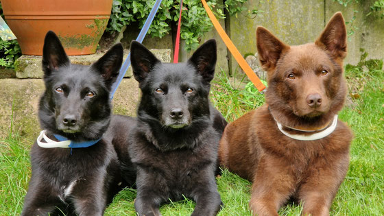 Camie, Ayra und Arrow